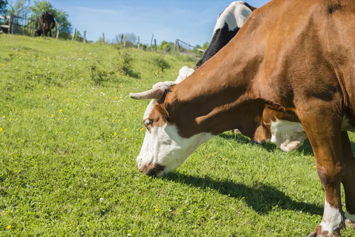 Fresh farm eggs and dairy products