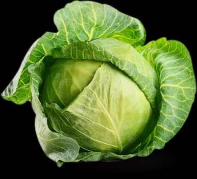 Cabbage