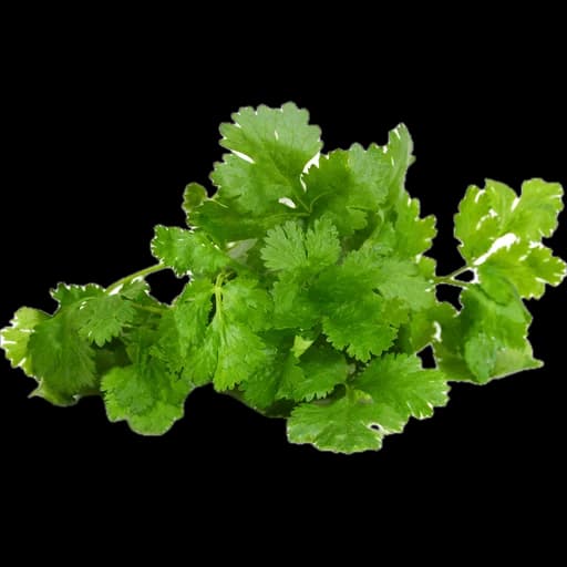 Cilantro