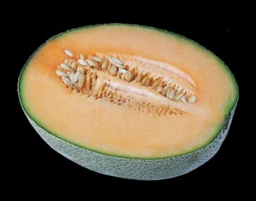 Honeydew Melon