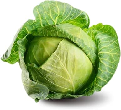 Cabbage
