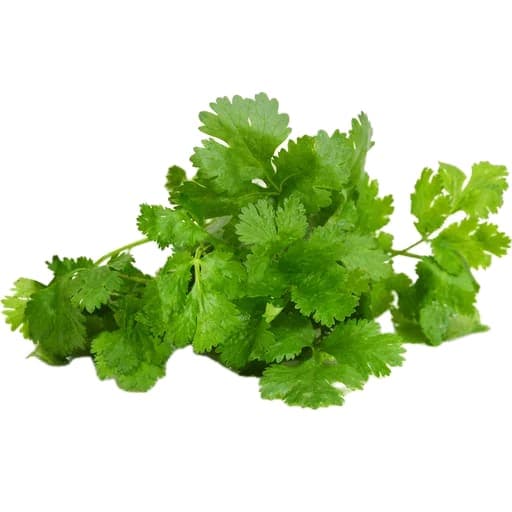 Cilantro